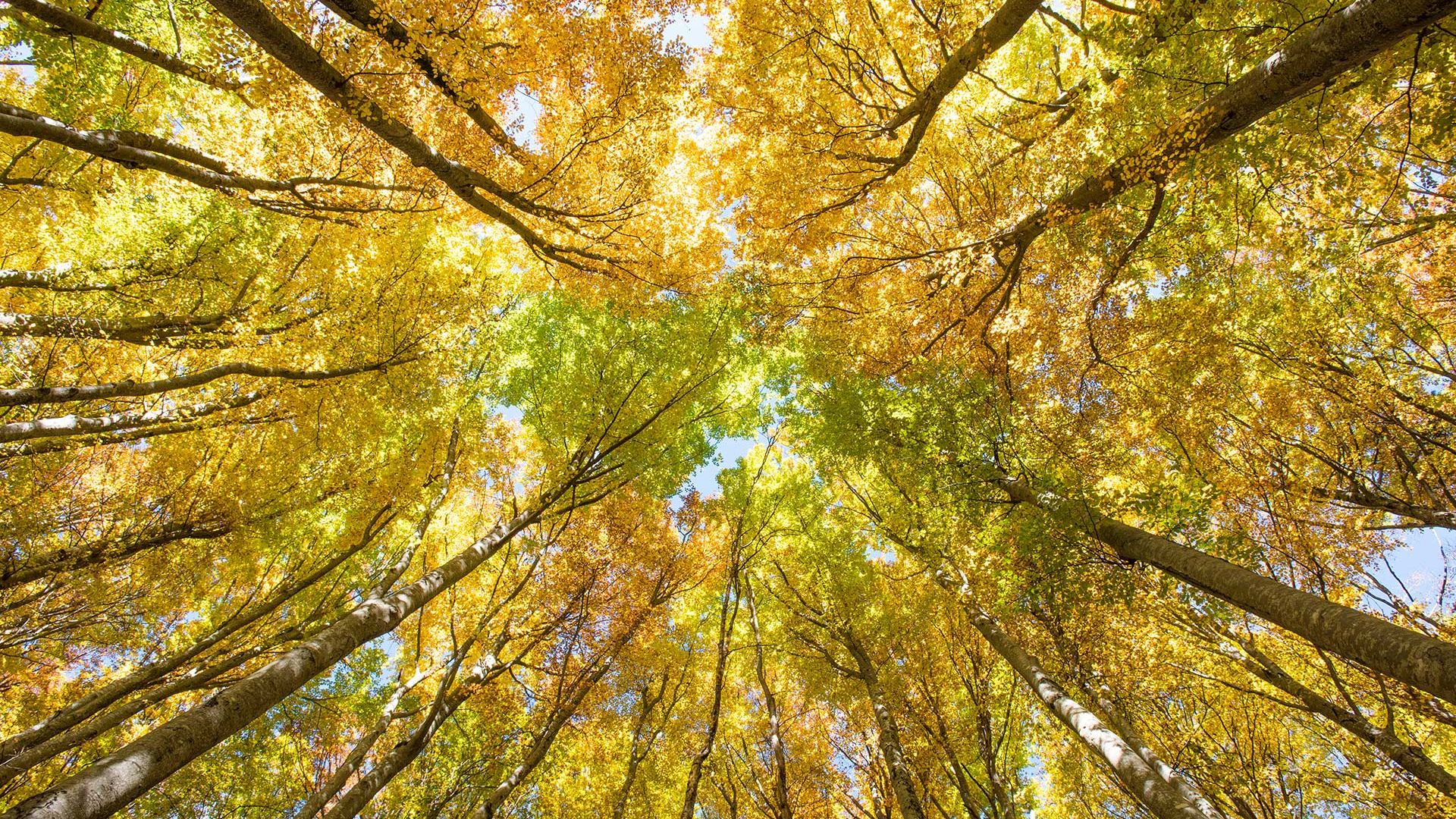 Entspannung in der Natur: Wie Waldbaden Körper und Geist harmonisiert